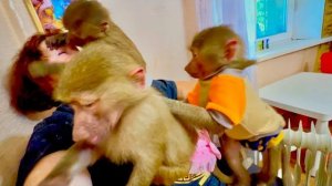 Вы ТАКОГО НЕ ВИДЕЛИ, гамадрилы Степа, Маня и Тося делают мне массаж в ШЕСТЬ ЛАП )))