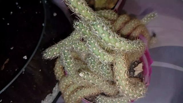 🌿✨ Создаю флорариум для мужа на работу — стильный и уютный декор для его кабинета! 💼🌸