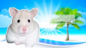 Отправляйтесь на поиски сокровищ в океанских глубинах в Hamster Stories