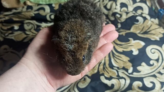 Никитос #морская_свинка #американский_тедди