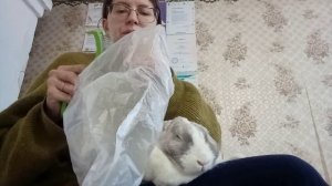 Крольчихе Бэлле вычесываю пух