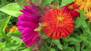 Цинния изящная красивый однолетний цветок