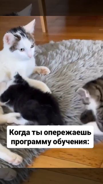 Когда ты опережаешь программу обучения