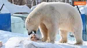 День белого медведя отметили в хабаровском зоосаде