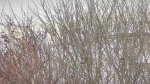 В Тверской области подвели итоги Всероссийской переписи воробьев