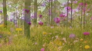 Звук природы. Птицы. Славка мельничек на опушке леса