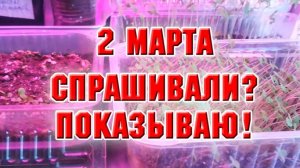 СПРАШИВАЛИ? ПОКАЗЫВАЮ! (из моего архива)