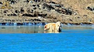 Дикий мир 5.