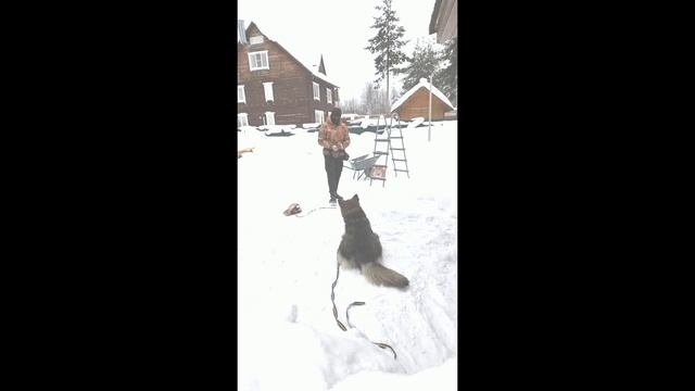 Как сделать собаку послушной. Рабочая методика.