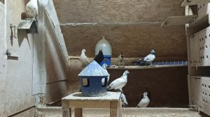типплеры 01.03.26