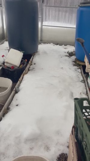 Накидала снег в теплицу.