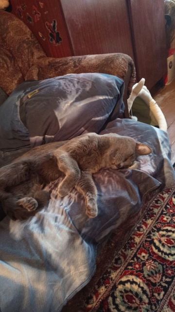 Кот Атос любит вздремнуть с утра! #shorts #котатос #животные #кошачийсон #доброеутро