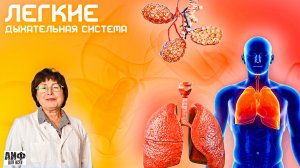 Бронхи, Легкие, Альвеолы Средостение, Границы Легкого, Плевра. Дыхательная Система. Анатомия лекция