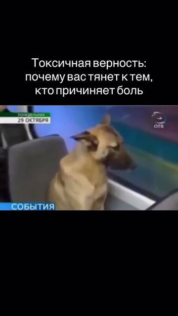 Токсичная верность: почему вас тянет к тем, кто причиняет боль