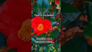 Живёшь Ты в сердце у Меня....