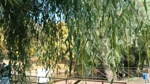 ТОЛЬКО ПОСЛУШАЙТЕ. БОЖЕ  КАК ОНА ПОЕТ НАШ ПРУД.