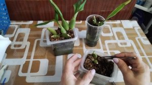 Онцидиумной Sweet Sugar - Сладкий сахар. Обзор после деления.