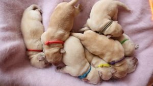 Желтые щенки от ROCHEBY SQUADRON LEADER и IRISLAV SENSATION.