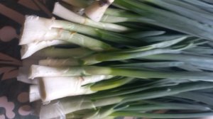 СПОСОБ ХРАНЕНИЯ ЗЕЛЁНОГО ЛУКА.