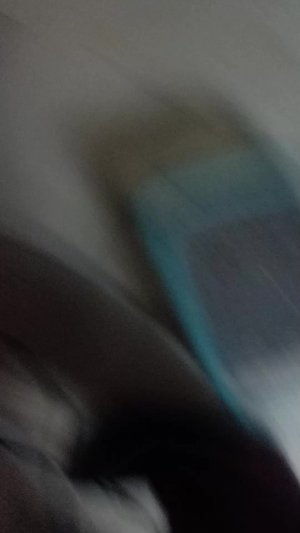 мои питомцы!