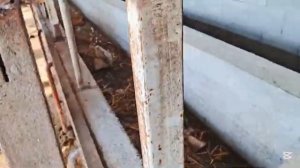 айвон молларга