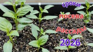 Когда сажать помидоры и перцы на рассаду. Правильные сроки посева.