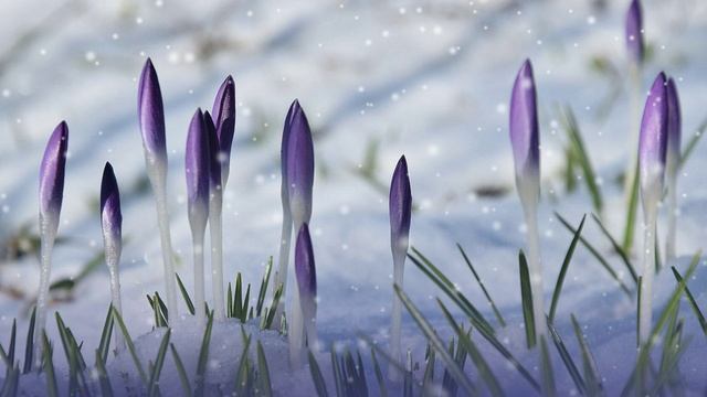 Футаж. Весеннее настроение 1