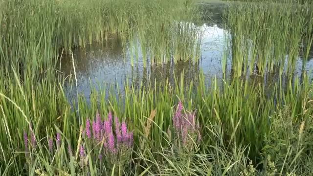 26 Мощных матриц. Бодрость, радость, от депрессии, для щитовидной железы и другие.
