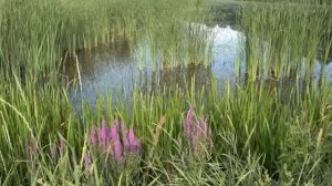 26 Мощных матриц. Бодрость, радость, от депрессии, для щитовидной железы и другие.