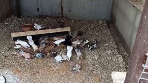 ПРОДАЖА ШИРОКОХВОСТЫХ БАКИНСКИХ ГОЛУБЕЙ.