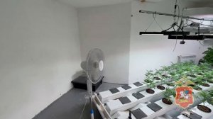 В г.о. Пушкинский полицейские задержали мужчину, который в частном доме выращивал коноплю