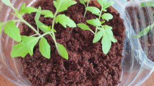 Нам нужен КИСЛОРОД! Хочешь улучшенную корневую систему томатов? Сделай так!