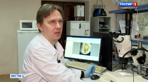 Новосибирские учёные исследуют иммунитет шелкопряда для борьбы с вредителем