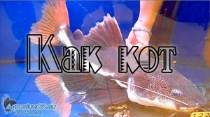 Phractocephalus hemioliopterus - оринокский краснохвостый сом - аквариумная рыбка?