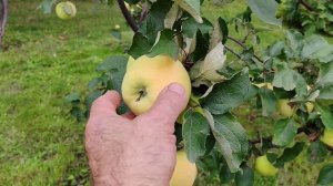 Золотое летнее