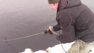 Столько денег прилипло на Поисковый Магнит!