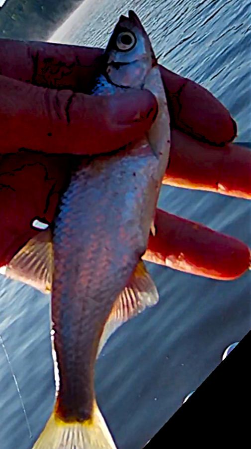 Воспоминания о лете. Трофейная уклейка #shorts