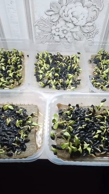 МИКРОЗЕЛЕНЬ ПОДСОЛНЕЧНИК СИЛА СЕМЯН