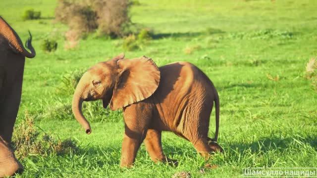 #Коран#АльБакъара#СамыеКрасивыеМеста#Relaxation##Islam#Quran#AlBaqarah'#Minshawiy #4кВидео#28часть#