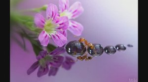 Знакомство с творчеством  Miki Asai