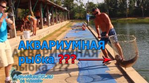 Какие аквариумные рыбки на самом деле НЕ аквариумные? Смотрите и читайте!