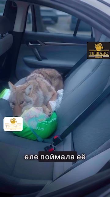 Реальная история!!! #волк #волчара #собака #собачка #девушка #женщина #охотница #хаски