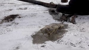 ДОМ НА КРАСРАБЕ СОСЕДИ РЕГУЛЯРНО ЗАТАПЛИВАЮТ НЕЧИСТОТАМИ