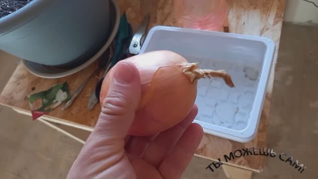 Как вырастить лук на подоконнике