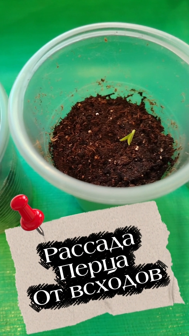 Перец от всходов основные моменты.