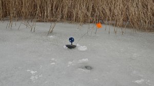 Раздача щуки после запрета! Нашёл на меляках в зарослях камыша!