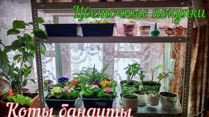 Купила примула в сад.Цветы для уюта.Коты бандиты