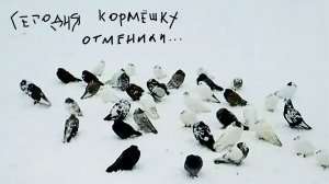 Голуби на зимовье. Социальный аспект