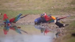 Пернатые символы боливийского Пантанала