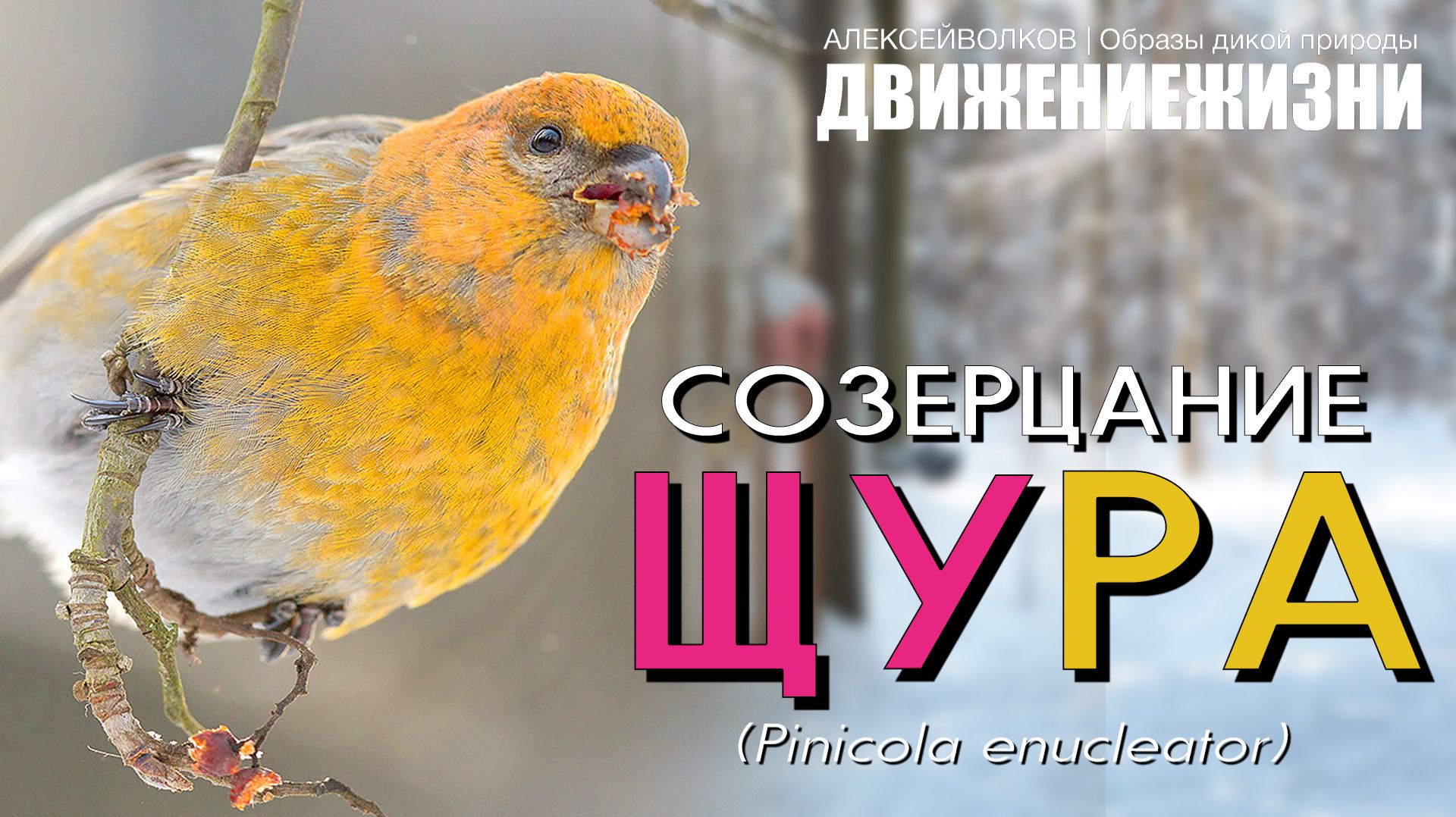 Созерцание Щура (Pinicola enucleator) — без слов под музыку, только Щур и ничего лишнего
